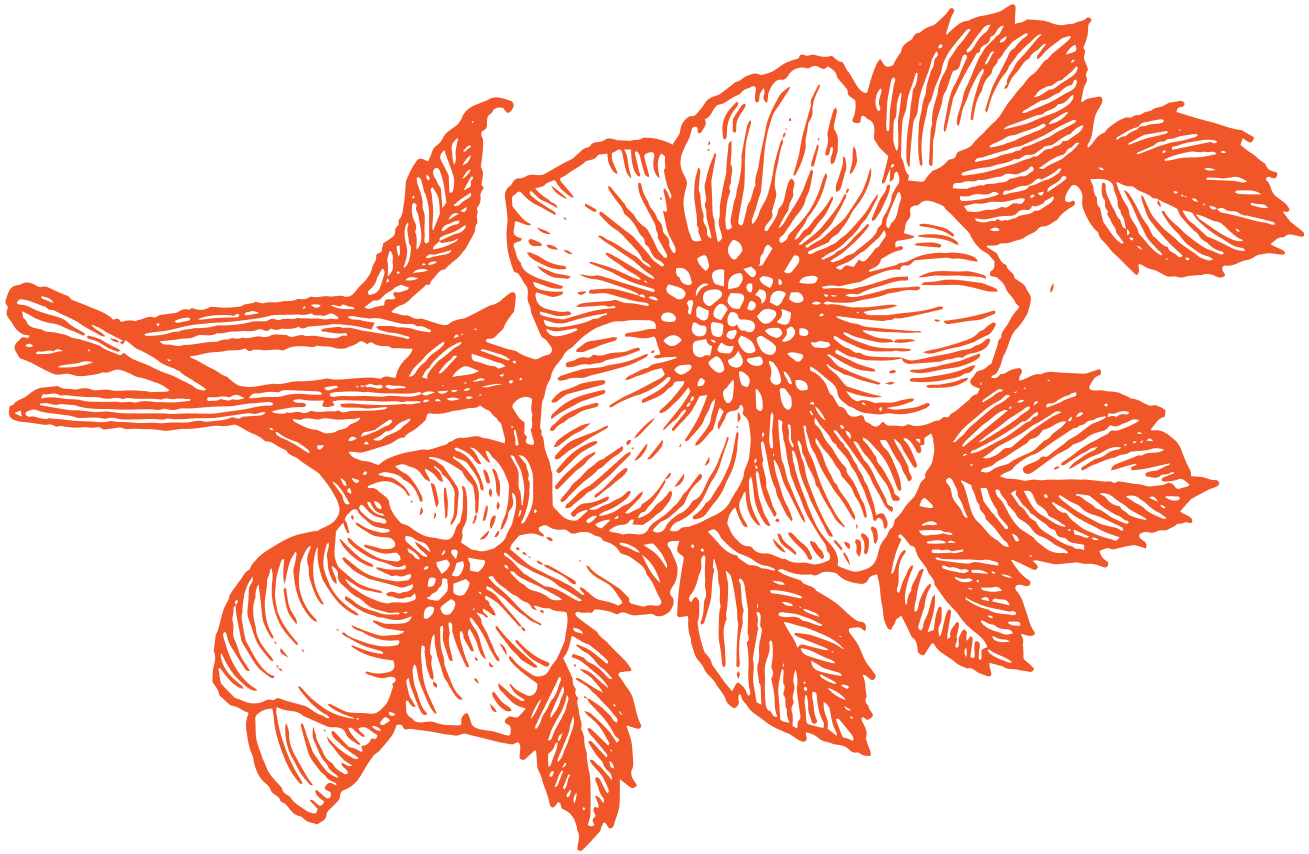 Orange line drawing of two blooming flowers with multiple leaves and stems on a transparent background, inspired by the natural beauty near Uplands Westminster homes for sale.